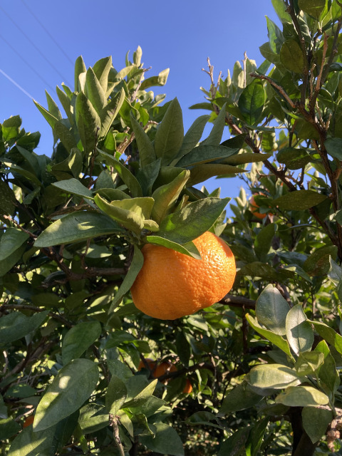 大阪府行政書士会住吉支部 支部旅行のイメージです。
